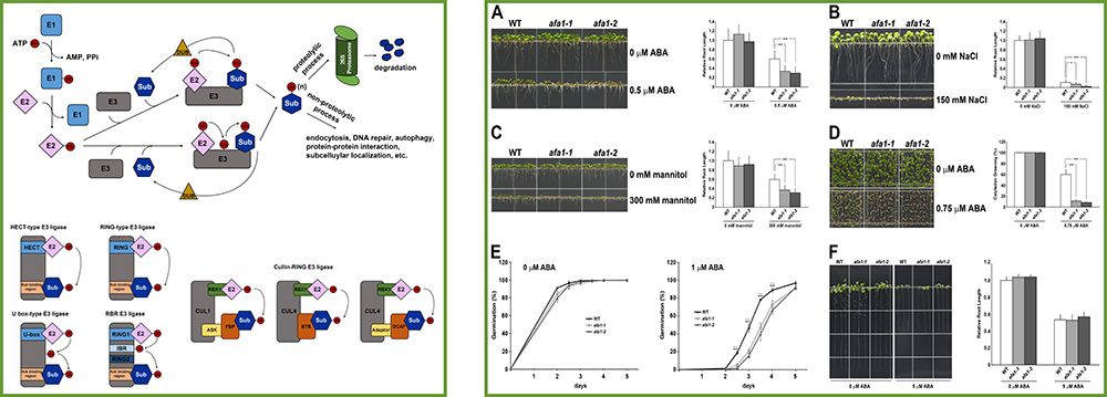 환경 스트레스 반응과 ubiquitination 과정간의 기능적 연계성 탐색